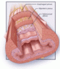 Functional heartburn: An underrecognized cause of PPI-refractory symptoms