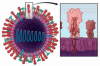Influenza update 2018–2019: 100 years after the great pandemic