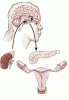 Polycystic ovary syndrome: Pathogenesis and treatment over the short and long term