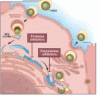 Hepatitis C virus: Here comes all-oral treatment