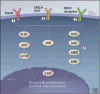 Precision treatment for metastatic non–small cell lung cancer: A conceptual overview