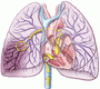 Air travel and venous thromboembolism: Minimizing the risk