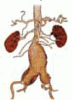 A 67-year old man with an abdominal aortic aneurysm