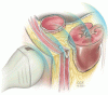 Point-of-care ultrasonography for the hospitalist