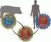 2012-2013 Influenza update: Hitting a rapidly moving target