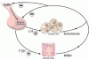 Male hypogonadism: More than just a low testosterone
