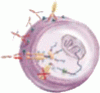 The promise of targeted therapy: Cancer drugs become more specific