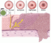Human papillomavirus in 2019: An update on cervical cancer prevention and screening guidelines