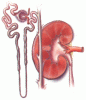 Acute renal failure in hospitalized patients